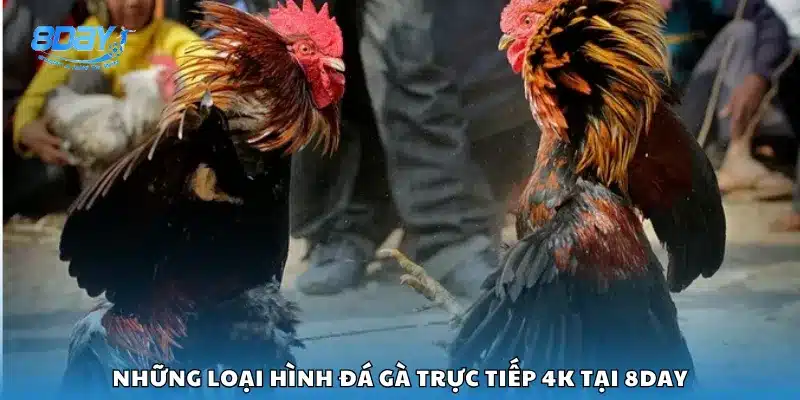 Những loại hình đá gà trực tiếp 4K tại 8Day