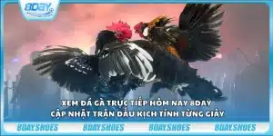 Xem đá gà trực tiếp hôm nay 8Day – Cập nhật trận đấu kịch tính từng giây