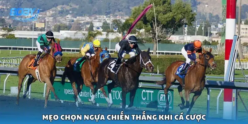 Mẹo chọn ngựa chiến thắng khi cá cược