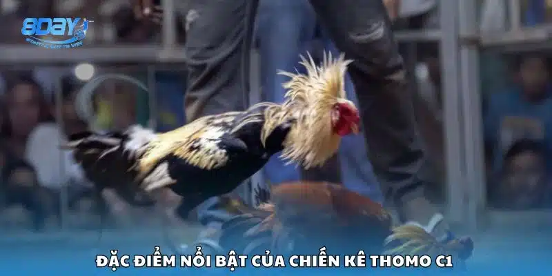 Đặc điểm nổi bật của chiến kê Thomo C1