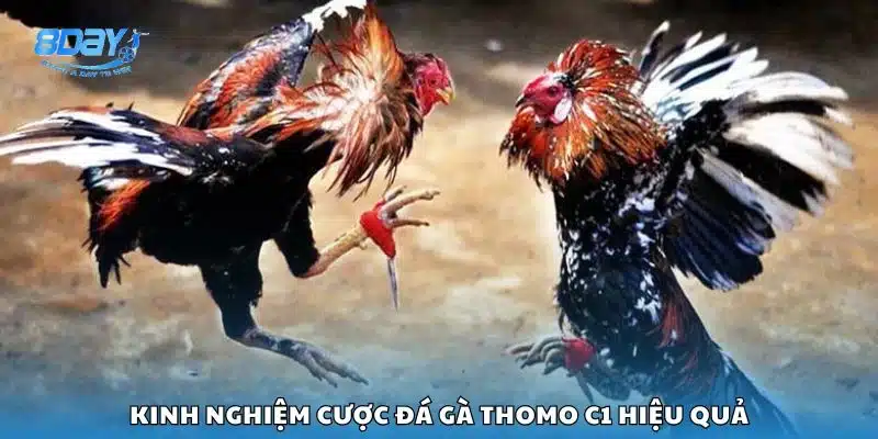 Kinh nghiệm cược đá gà Thomo C1 hiệu quả