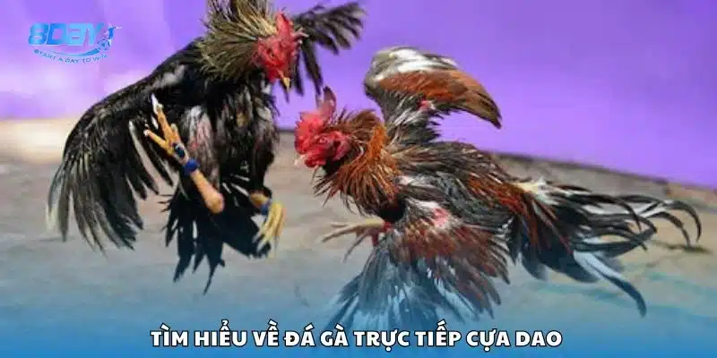 Tìm hiểu về đá gà trực tiếp cựa dao 