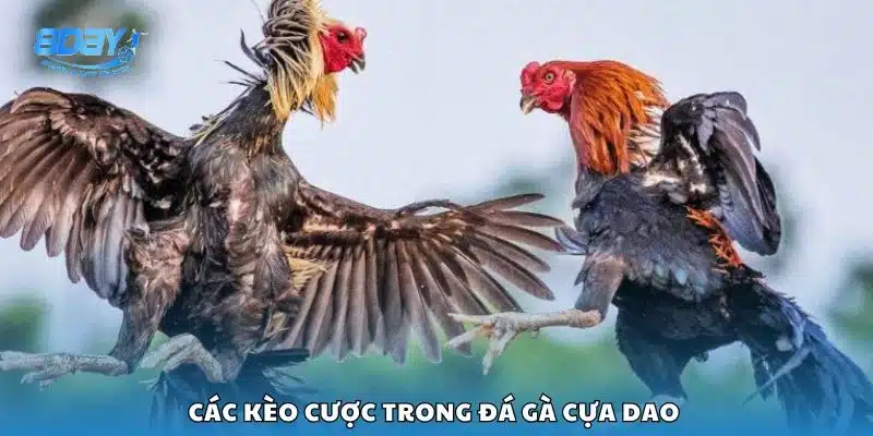 Các kèo cược trong đá gà cựa dao 