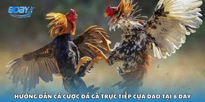 Hướng dẫn cá cược đá gà trực tiếp cựa dao tại 8 day