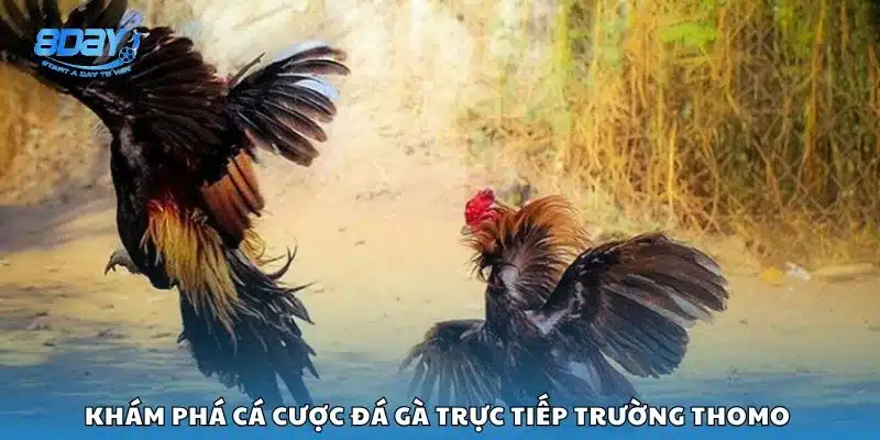 Khám phá cá cược đá gà trực tiếp trường Thomo