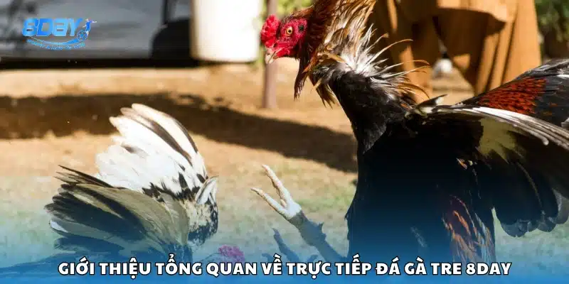 Khái quát chung về dịch vụ xem đá gà tre tại 8Day
