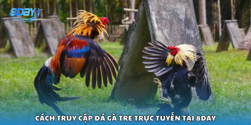 Hướng dẫn vào xem đá gà tre online trên 8Day
