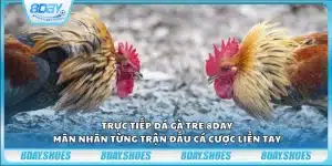 Trực tiếp đá gà tre 8Day – Mãn nhãn từng trận đấu cá cược liền tay