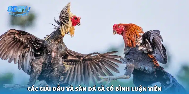 Những giải Xem đá gà trực tiếp bình luận viên hấp dẫn