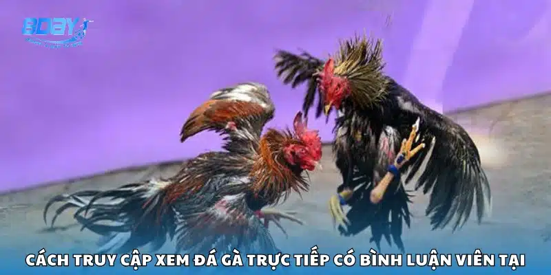 Hướng dẫn xem đá gà trực tiếp bình luận viên trên 8Day