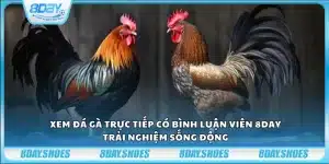 Xem đá gà trực tiếp bình luận viên 8Day – Trải nghiệm sống động