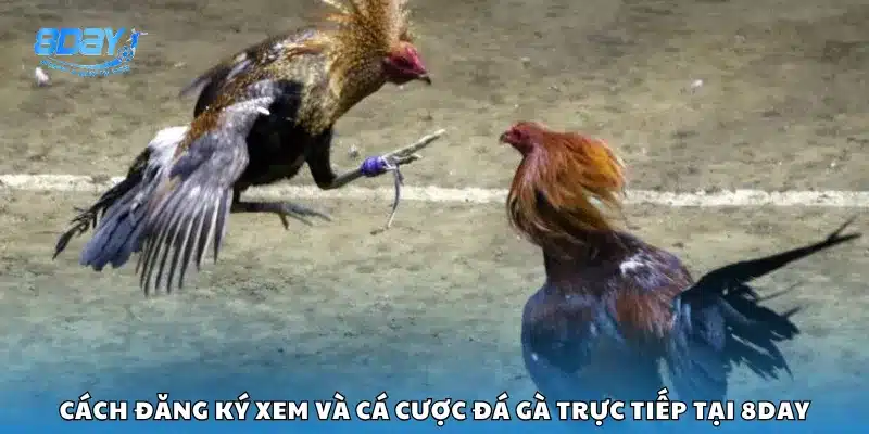 Cách đăng ký xem và cá cược đá gà trực tiếp tại 8Day